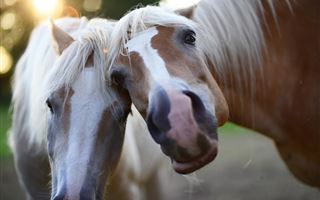 Иппотерапевт перечислила заболевания, при которых помогает терапия лошадьми