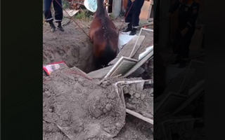 В Алматинской области спасли лошадь, которая упала в колодец