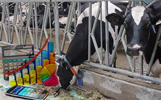 Министр признал приписки в сельском хозяйстве РК: коровы "сдохли", молоко "убежало"