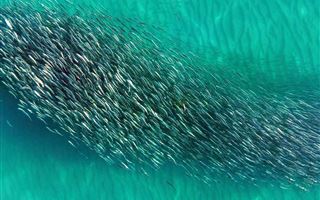  Завораживающее видео с многотысячным косяком рыб сняли в Актау 