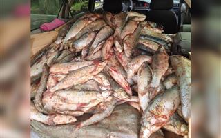 В Жетысу браконьер наловил рыбы почти на три млн тенге