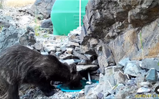 В Жетысуской области в фотоловушку попал бурый медведь