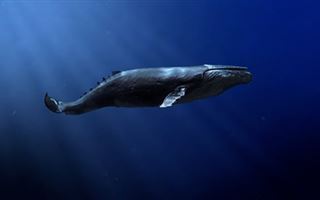 На берег в Шотландии выбросились 65 китов