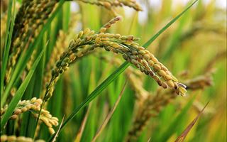 Посевы риса, пшеницы и хлопка сократили в Казахстане