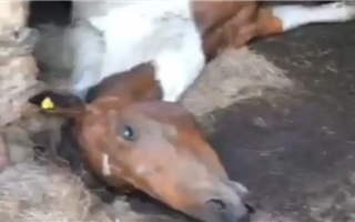 В Карагандинской области от неизвестной болезни гибнут лошади
