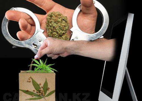 В Казахстане открыто продают марихуану в виде семян: какие последствия ждут покупателей такого товара