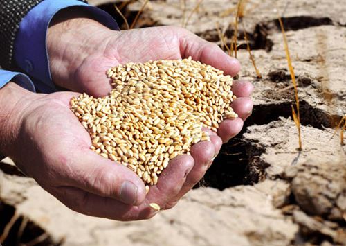 Засуху прогнозируют в четырех областях Казахстана: на сколько подорожает хлеб в Казахстане