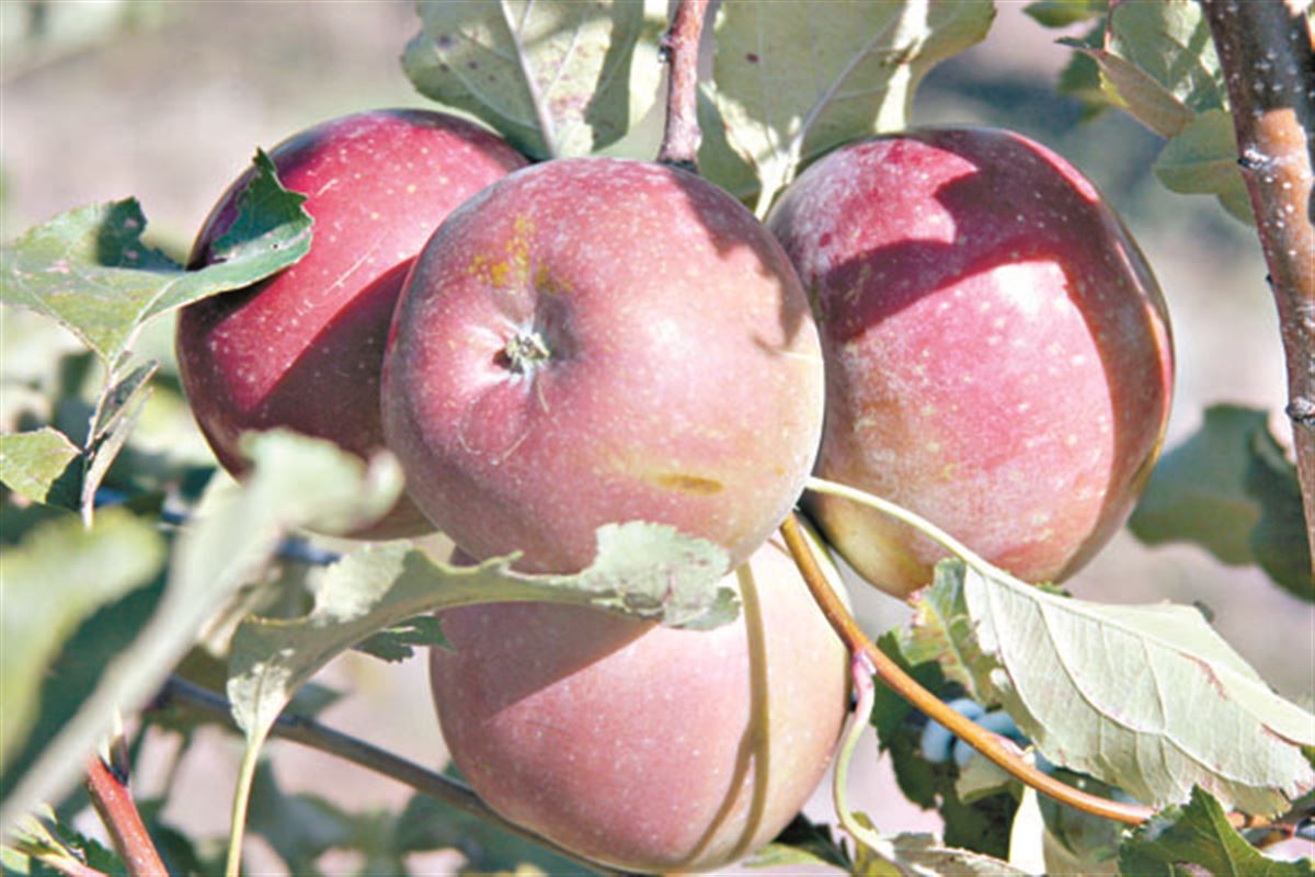 Откуда родом чудо-яблоко апорт - Караван | Караван