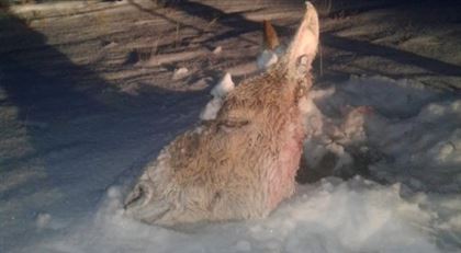 В Костанайской области браконьеры убили краснокнижного кулана