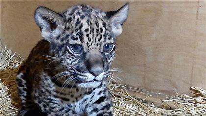 В Алматинском зоопарке выбрали имя детенышу ягуара