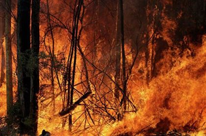 Пожар на юге Австралии охватил территорию свыше 300 тысяч гектаров
