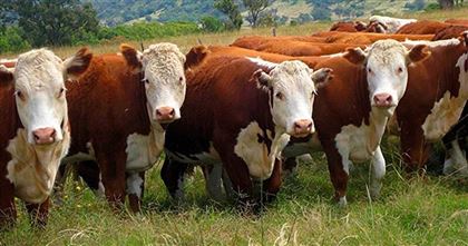 Казахстан вводит запрет на вывоз живого крупного и мелкого рогатого скота