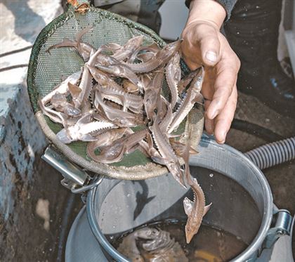 Рыбку не съели: в Казахстане провалился дорогостоящий проект зарыбления крупного озера