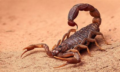 В Мангистауской области за ночь зафиксировали семь укусов скорпионов