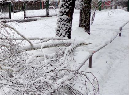 Более 100 деревьев упало из-за снегопада в Алматы