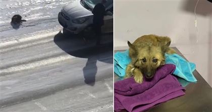 Астанчанин оплатил лечение собаки, которую оставил на дороге после аварии