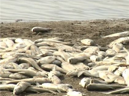 В водоеме на окраине Алматы обнаружили сотни тушек мертвой рыбы