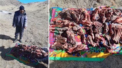 В Алматинской области найдены туши разделанных горных козлов