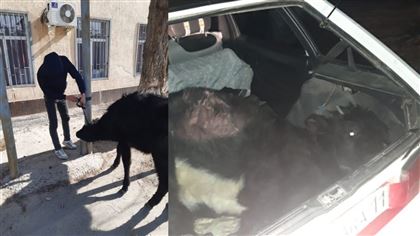Жители Кызылорды перевозили живого быка в автомобиле 