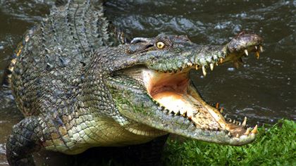 Нарушившего карантин мужчину съел крокодил