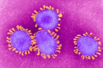 При какой температуре начинает активизироваться коронавирус выяснили ученые