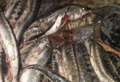 В Мангистау у браконьера в машине обнаружили рыбу на 20 миллионов тенге