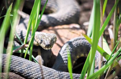 Три неядовитых вида и щитомордник: в каких районах Алматы продолжают обитать змеи