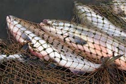 Более тонны рыбы изъяли у браконьеров в Атырауской области