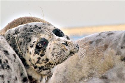 Шевели ластами: как пытаются спасти каспийских тюленей в Актау