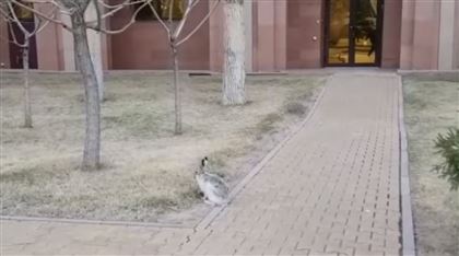 В Сети появилось видео с зайцем, скачущим у Дома министерств в Нур-Султане