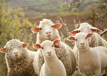 Запрет на вывоз коров и овец ввели в РК