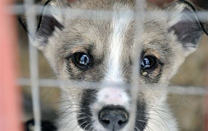 "Обнаружили повешенных на веревках собак": казахстанская Ассоциация по защите животных рассказала о вопиющем случае
