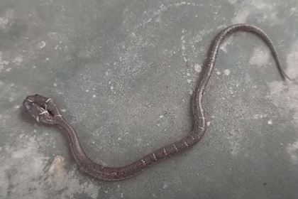 Обнаружена змея со сражающимися за еду головами