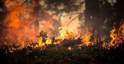 Жителей СКО предупредили о лесных пожарах