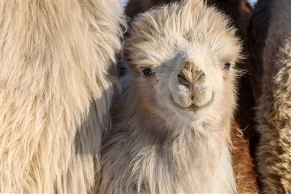 В Алматинском зоопарке родился верблюжонок