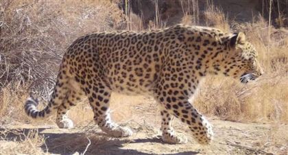 В заповеднике Мангистауской области в фотоловушку попал леопард