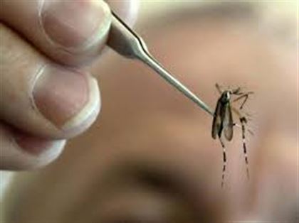 Аким Павлодарской области недоволен тем, что комары портят настроение горожанам