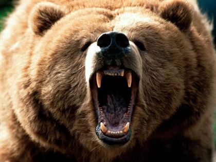 В Алматинской области медведица растерзала насмерть россиянина