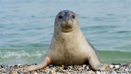 Тюлени покусали детей в Каспийском море впервые за двадцать лет