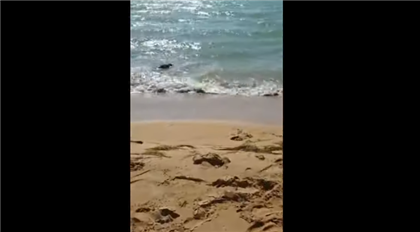 Тюлени покусали детей в Мангистау