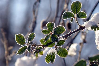 В нескольких областях Казахстана ожидаются заморозки