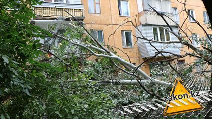 Дерево упало на балконы дома в Алматы