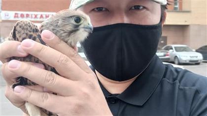 Хищную птицу заметили на улицах казахстанской столицы