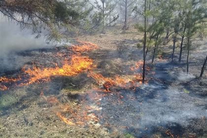 Лесные пожары произошли из-за гроз в ВКО