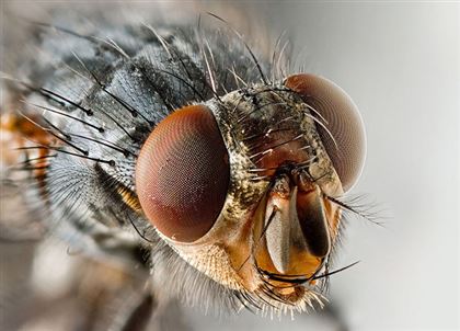 В ВОЗ рассказали, могут ли мухи переносить COVID-19