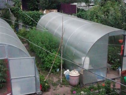 В Усть-Каменогорске мужчина у себя в огороде выращивал коноплю