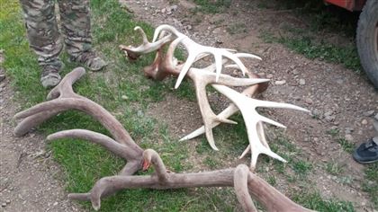 В Восточно-Казахстанской браконьер застрелил марала