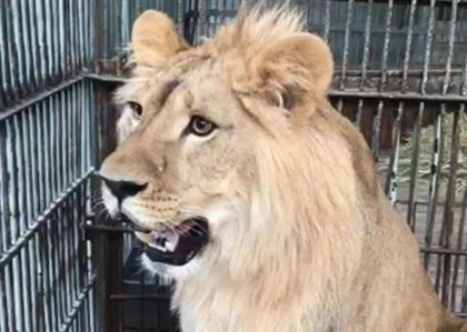 В Алматинский зоопарк благополучно добрался львенок Симба