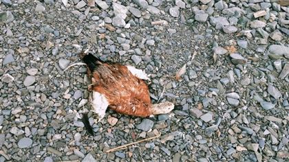 На Алаколе выясняют причину гибели птиц