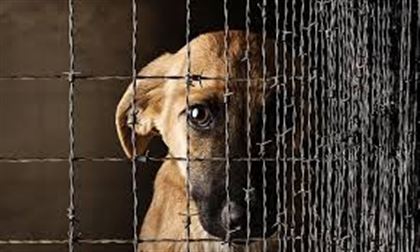Ужесточить наказание за жестокое обращение с животными планируют в РК